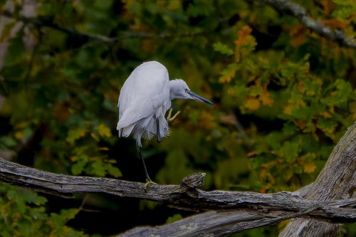 Aigrette garzette