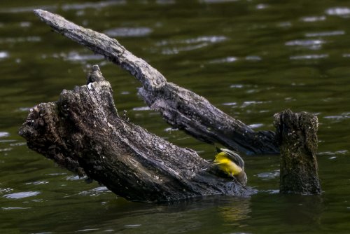 Bergeronnette des ruisseaux