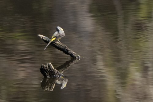 Bergeronnette des ruisseaux