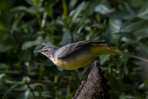 Bergeronnette des ruisseaux