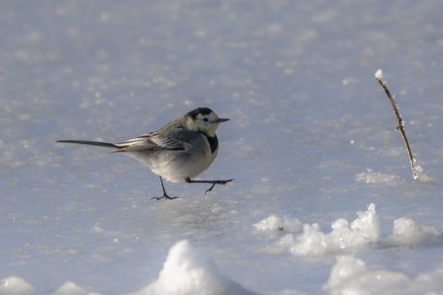 Bergeronnette blanche