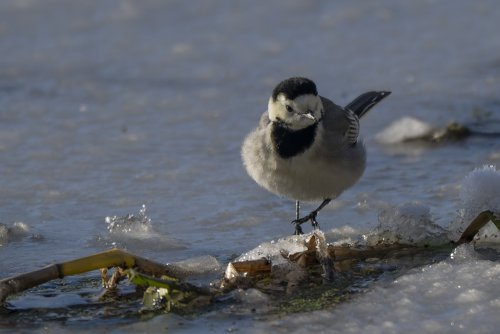 Bergeronnette blanche