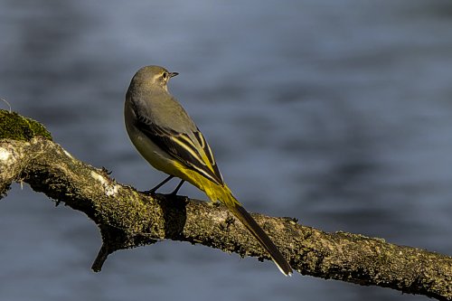Bergeronnette des ruisseaux