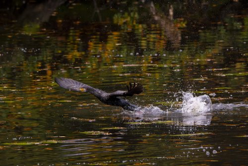 Envol du Cormoran