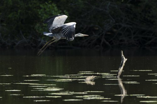 Heron cendré