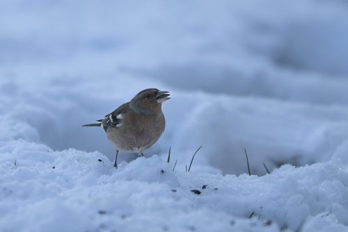 06012026-pinson_royal