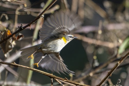 Roitelet à triple bandeaux