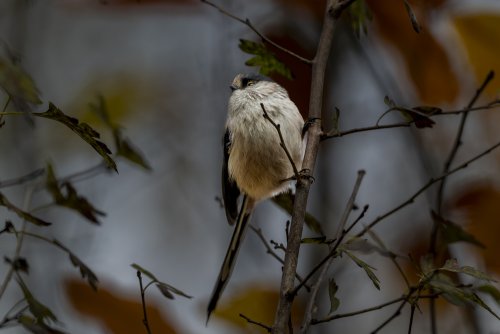 Mésange à longue queue