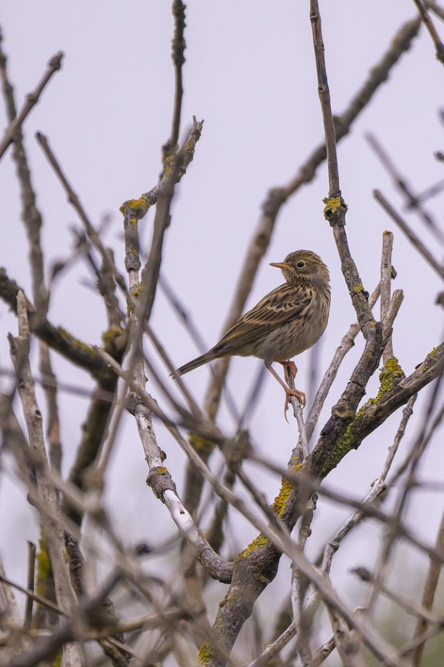 Pipit des arbres