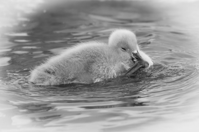 Cigne 
