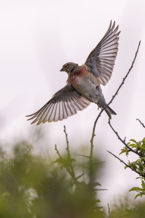 Linotte mélodieuse