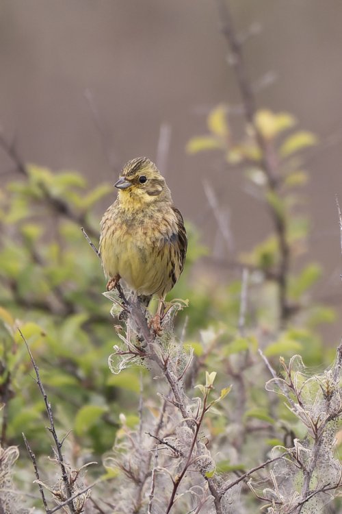 Bruant jaune