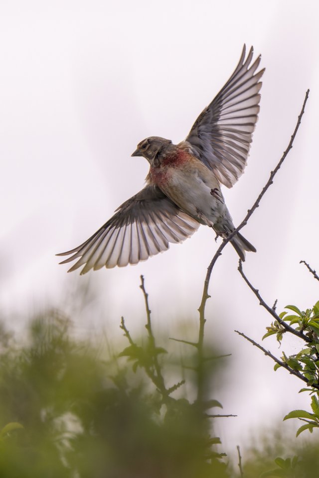 Linotte mélodieuse