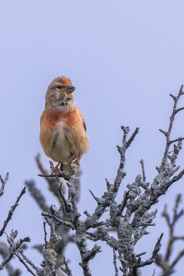 Linotte mélodieuse