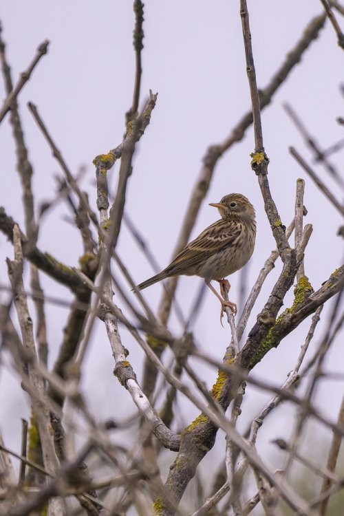 Pipit des arbres
