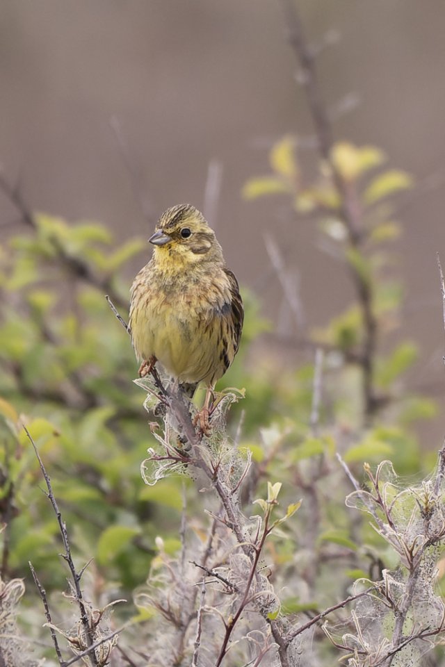 Bruant jaune