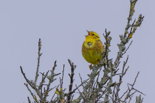 Bruant jaune