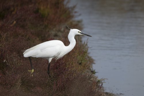 Aigrette Garzette
