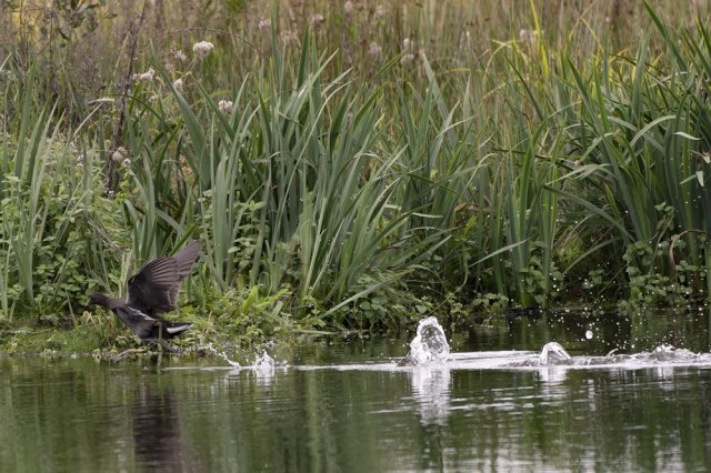 Poule d'eau