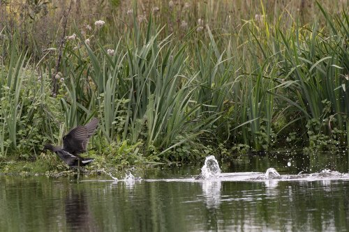 Poule d'eau