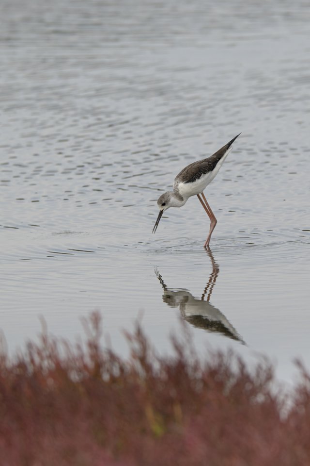 Echasse blanche
