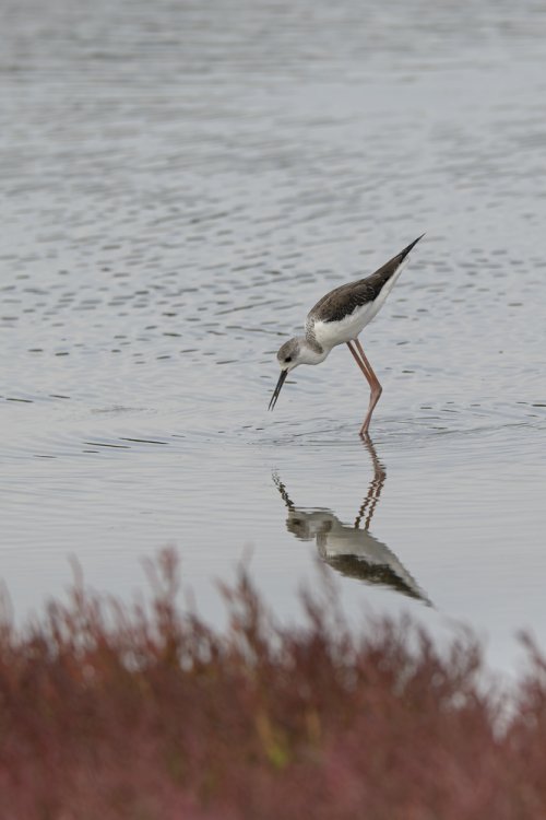 Echasse blanche