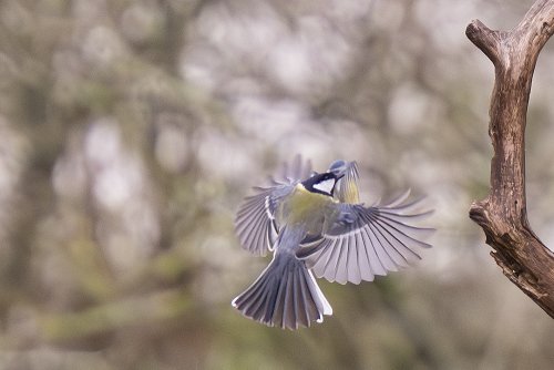 Mésange charbonnière