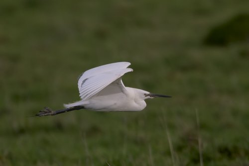 Aigrette