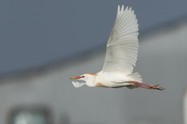 Grande Aigrette