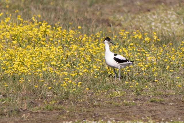 Avocette élégante