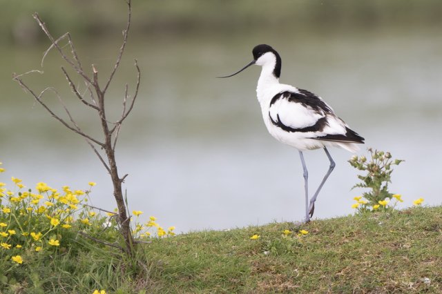 Avocette élégante