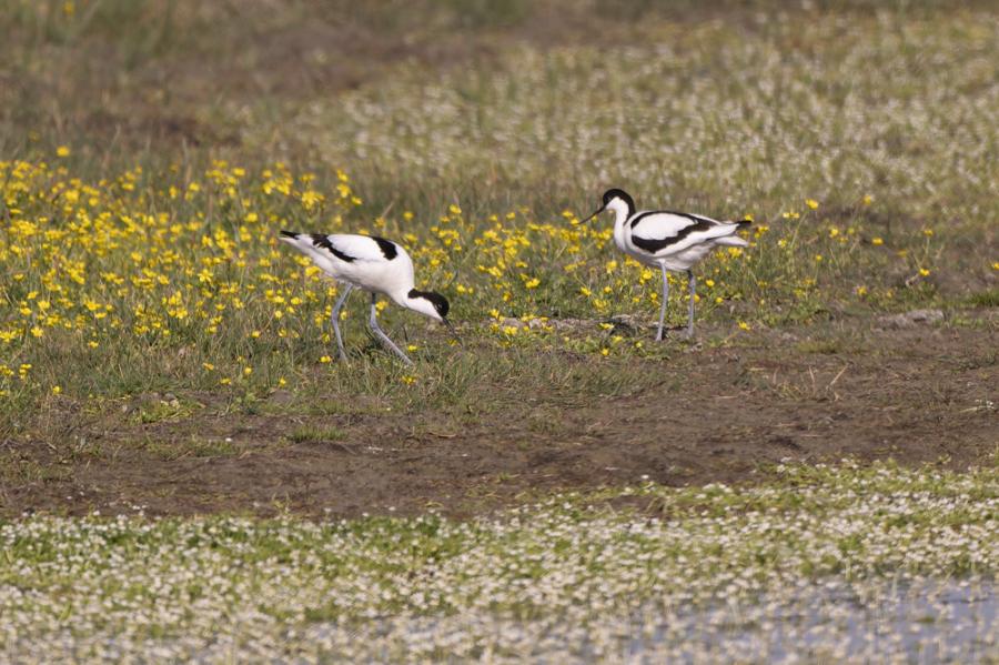 Avocette