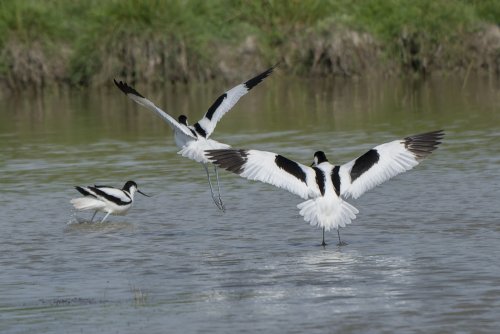 Avocette élégante