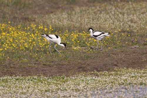 Avocette élégante