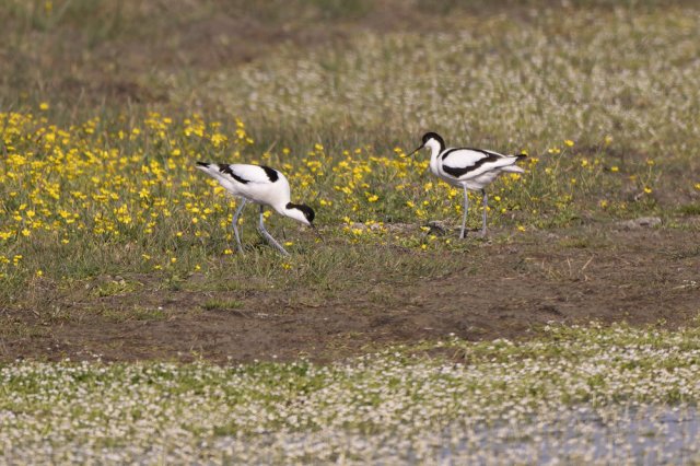Avocette élégante