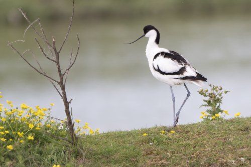 Avocette élégante