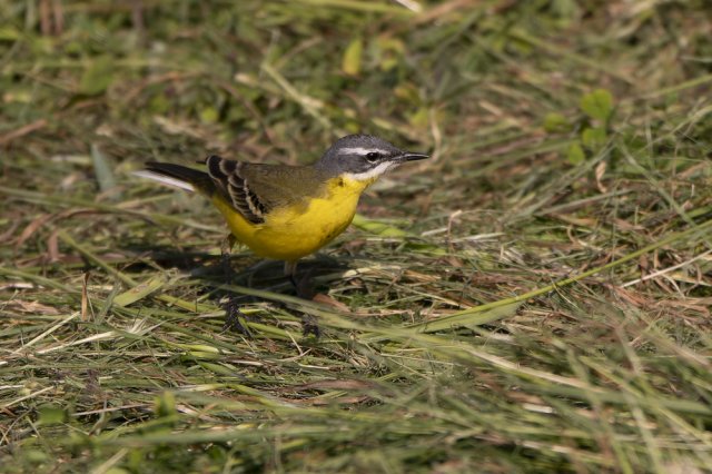 Bergeronnette printannière