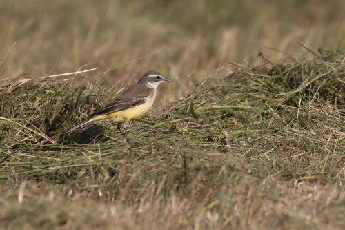 Bergeronnette printannière
