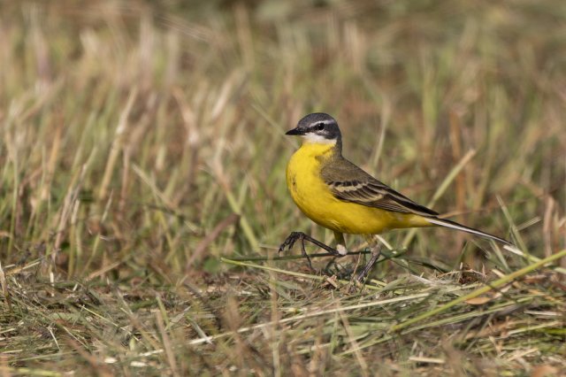 Bergeronnette printannière