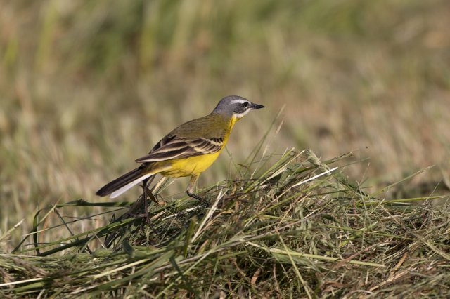 Bergeronnette printannière