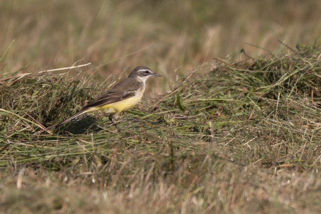 Bergeronnette printannière