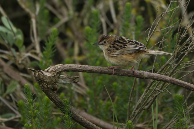 Bruant des roseaux