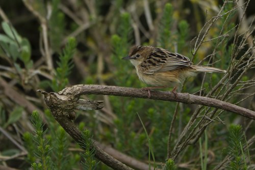 Bruant des roseaux