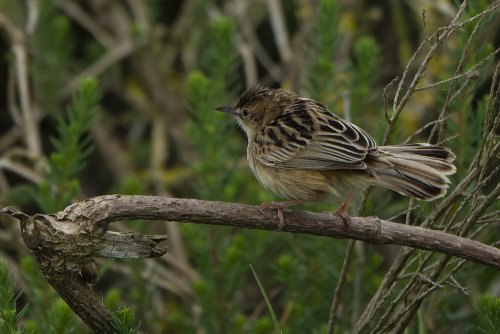 Bruant des roseaux