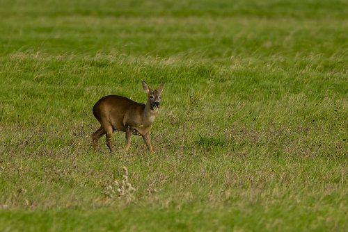 Chevreuil