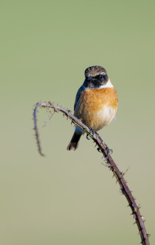 Stonechat Européen