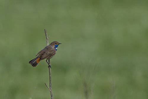 Gorgebleue à miroir