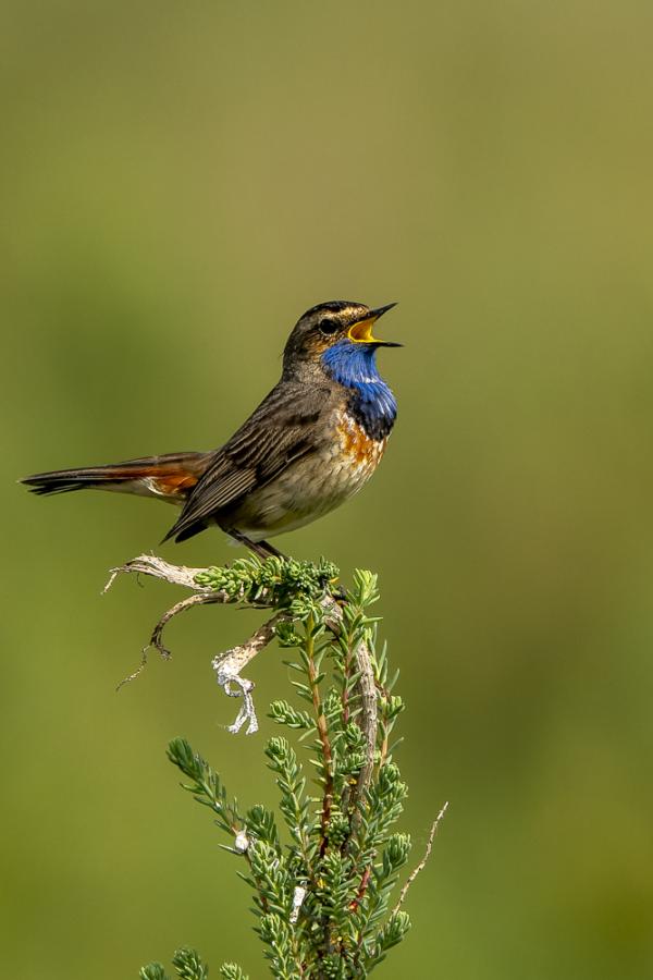 Gorgebleue à miroir