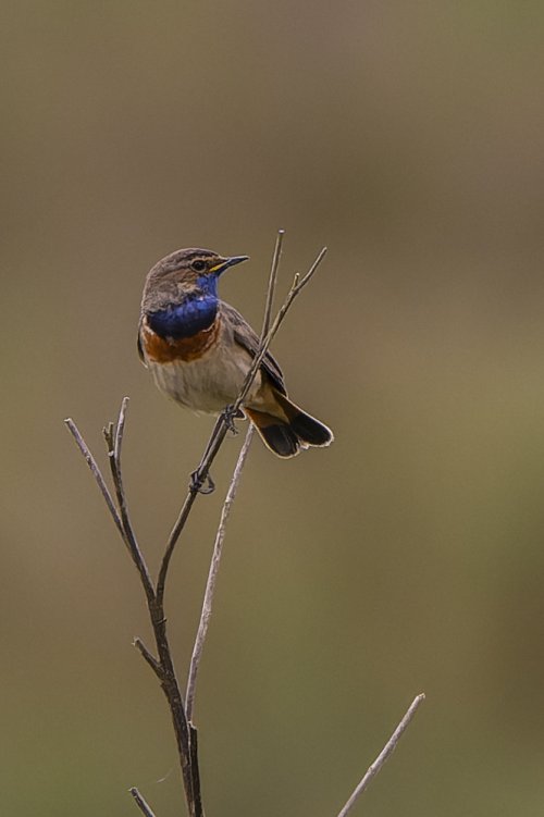 Gorgebleue à miroir