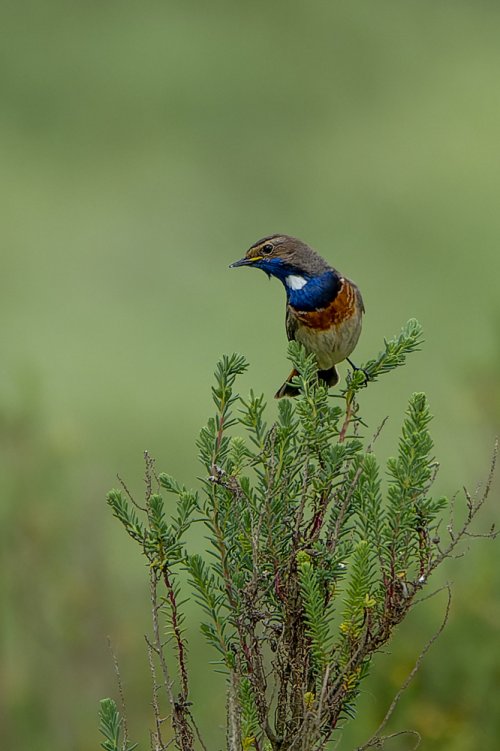 Gorgebleue à miroir